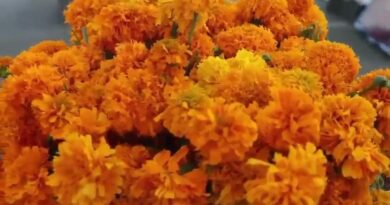 Atlixco florece entre cempasúchil y terciopelo por Día de Muertos